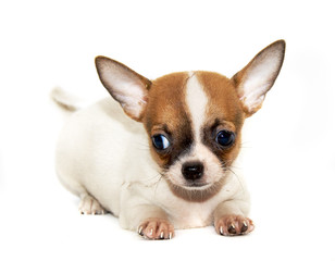 Chihuahua dog on white background