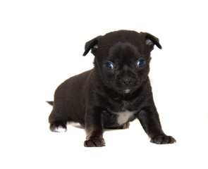 Naklejka premium Chihuahua dog on white background