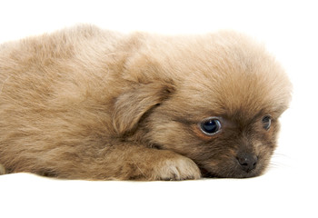 Chihuahua dog on white background