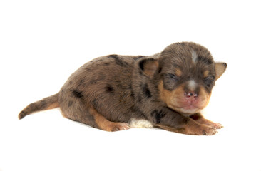 Chihuahua dog on white background