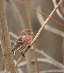 House Finch (Carpodacus mexicanus)