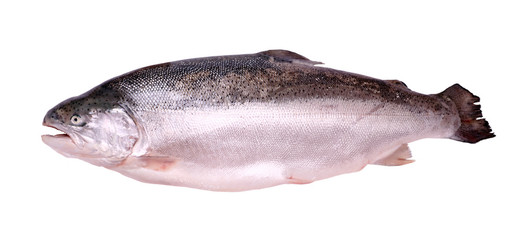 Trout