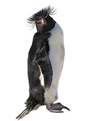 Isolated macaroni penguin