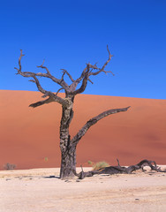 Died tree in desert