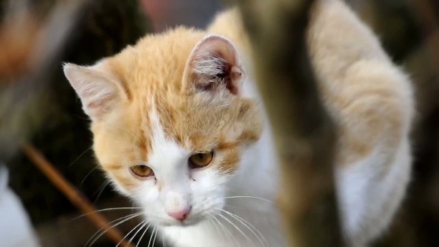 gatto