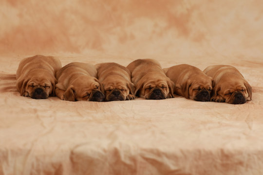 Schlafende Puggle Welpen