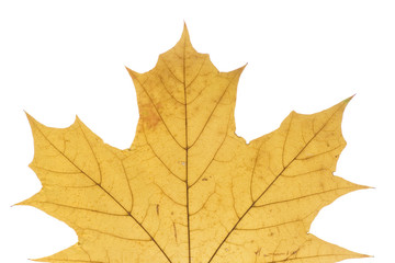 Maple leaf