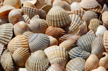 Sea cockleshells