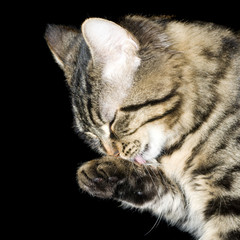 toilette de chat sur fond noir