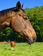 Fototapeta premium Pferde auf der Weide