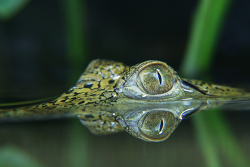 Australisches Süßwasser Babykrokodil