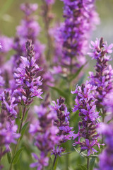 Beautiful pink flowers growing at the coastline.