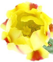 fleur jaune figuier barbarie fond blanc