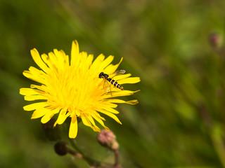 Wasp on flower