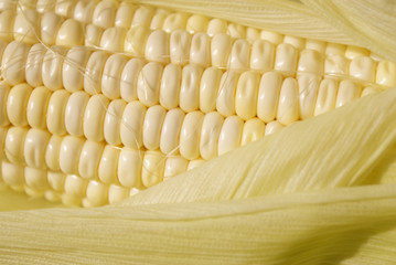 corn maize