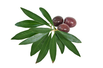 olives and leaves