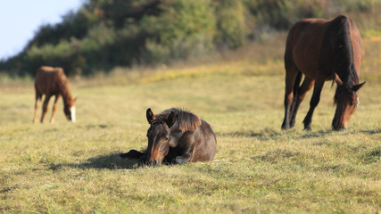 Horse peep