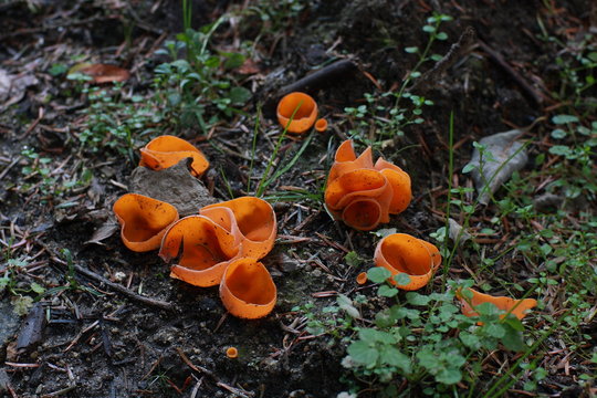 pezize orangée - champignons des  pyrenees