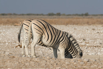 Obraz na płótnie Canvas Zebrapaar