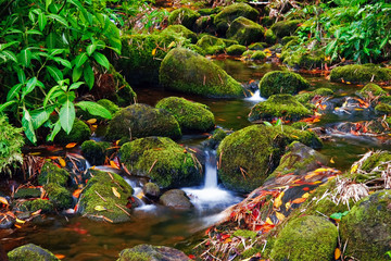 Small creek in the jungle of Big island. Hawaii. USA