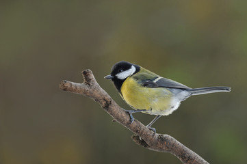 Fototapeta premium Kohlmeise 104