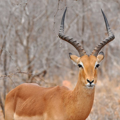 male of impala gazelle in Kruger NP, South Africa