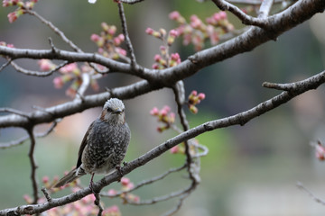 Oiseau