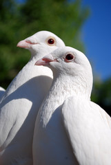 pigeons in love 2