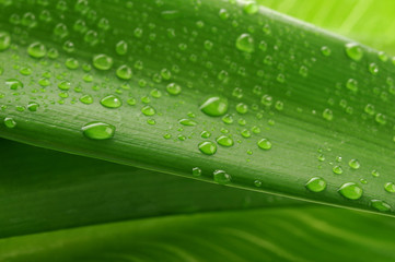 green leaf and water drop
