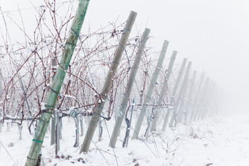 Snowed vineyards in the fog
