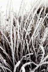 Plantes givrées