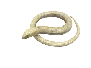 Obraz premium serpentiform lizard