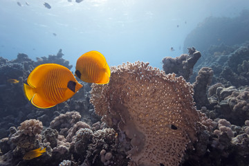 Butterfly fish and the fire coral