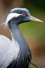 white-naped crane