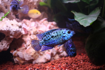 Barsch-Aquarium