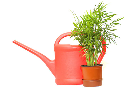 watering can and green plant