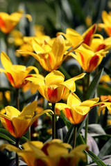 gelbe Tulpen in einem Garten
