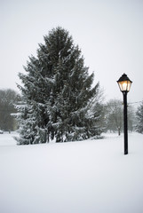 Snowy Lamp Post and Pine