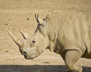 Rhinoceros