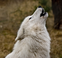 Bilder und Videos suchen: "heulender wolf"