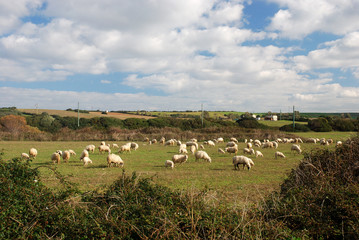 Italian sheep