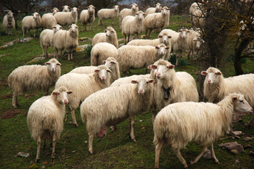 Obraz na płótnie Canvas Włoski Sheep