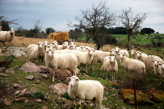 Italian Sheep