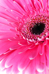 Pink gerber flower.