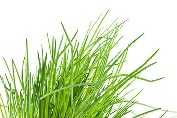 Fototapeta premium Fresh chives in closeup over white background