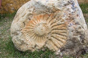 Fossil © Pavel Parmenov