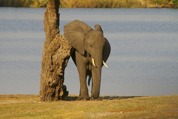 Elefant