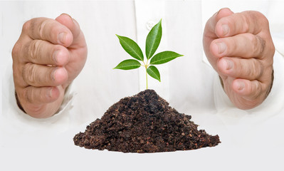 A sprout and hands as a symbol of nature protection