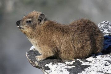 Rock dassie on Table Mountain, Cape Town, South Africa