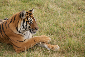 Female tiger